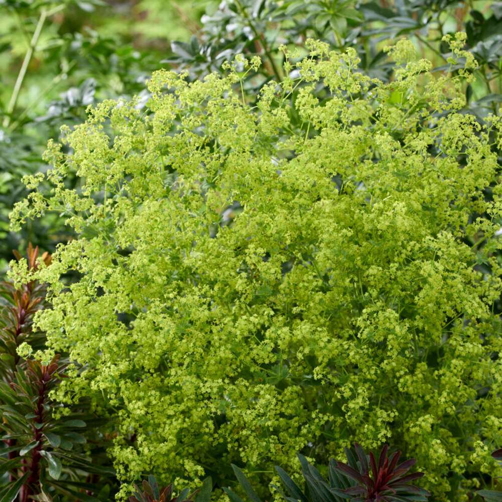 Jättedaggkåpa (Alchemilla mollis)